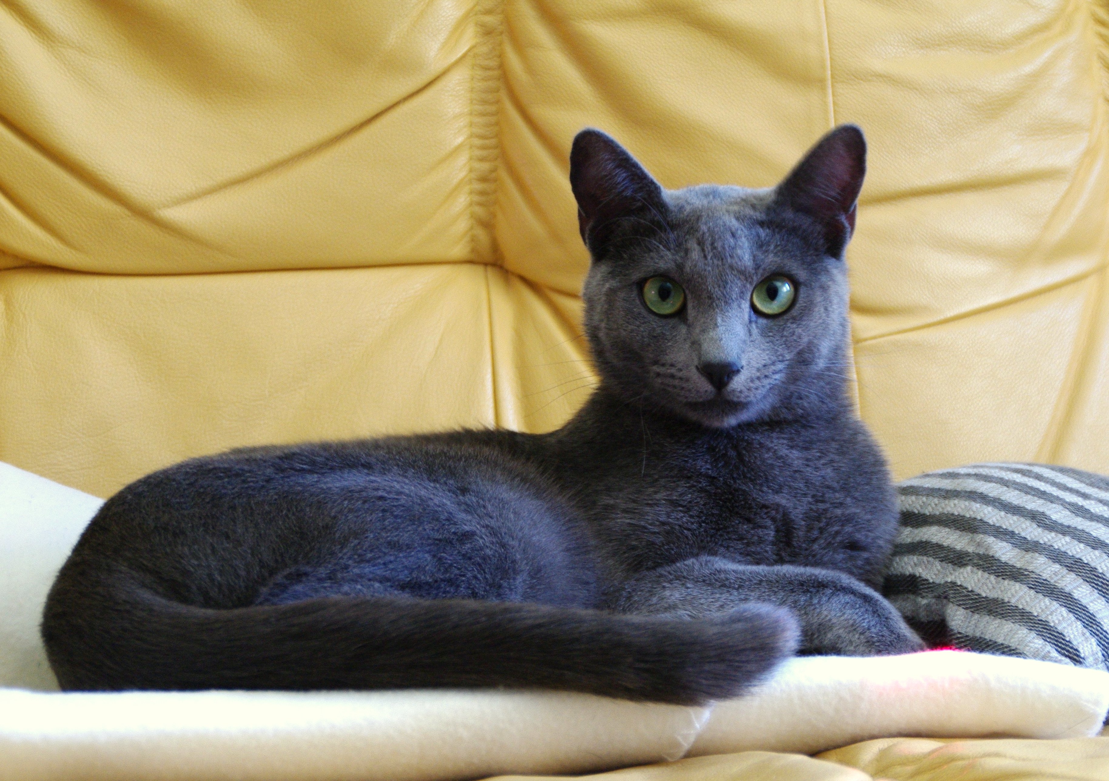 Русская голубая кошка черная