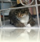 Котёнок и ..паук 
