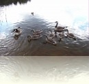 пригород Турку 